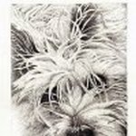Commission Graphite Drawing of the face of  a Terrier (Maisie)