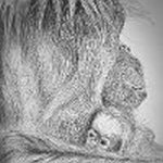 Biro Drawing Orangutan & Baby