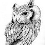 Ballpoint pen drawing of a 6” high silver Scops Owl