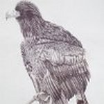 Biro Drawing Perching Eagle