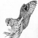 Graphite Drawing Eagle Owl attack mode
