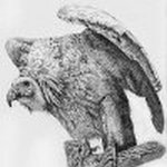 Graphite Pencil Drawing Vulture