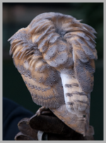 Barn Owl from the back