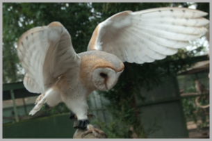 Barn Owl in Flight