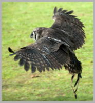 Brown Owl in flight