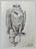 Buzzard Graphite Sketch Tring Museum