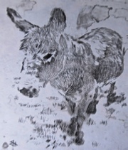 Etching of Donkey from photo taken at Amersham