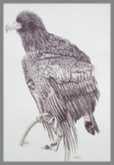Perching Eagle Biro Drawing