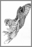 Graphite pencil drawing of an Eagle Owl about to strike (English School of Falconry)