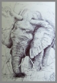 Biro drawing of a kneeling elephant South Africa