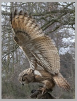 Eurasian Eagle Owl Flapping Wings