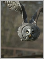 Grey Owl in Flight