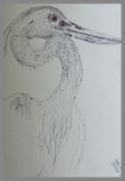 Heron Head Biro sketch