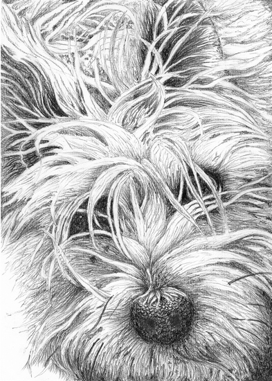 Biro drawing of Maisie a Jack Russell Cairn Terrier