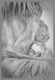 Biro Drawing of Mother Orangutan and her Baby