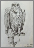 Rough legged buzzard biro drawing