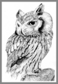 Scops Owl ballpoint pen (bic biro) fine art drawing