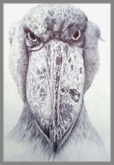 Biro Sketch of a Shoebill Head