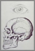 Biro drawing human skull and eye