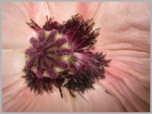 Stigma and stamens of flower