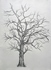 Drawing of Tree