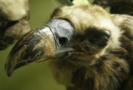 Photo of vulture head