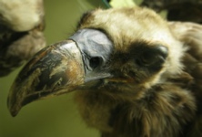 Photo of vulture head